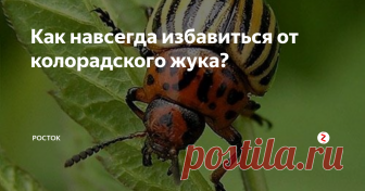 Как навсегда избавиться от колорадского жука? Самый опасный вредитель картофеля - колорадский жук! Давайте избавимся от него навсегда!
Жизненный цикл
Колорадские жуки зимуют в почве на глубине 0,2-1 метр. Весной проснувшиеся жуки выходят на поверхность и начинают объедать молодые листочки. Через некоторое время самки откладывают оранжевые личинки, которые через 5-17 дней вылупаются и тоже начинают поедать листья. Спустя 3 недели они уходят в