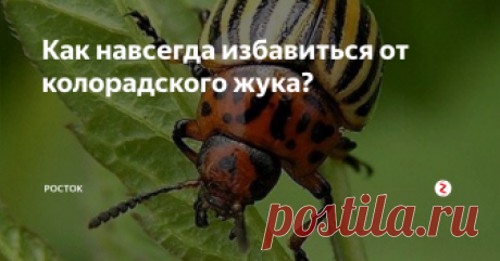 Как навсегда избавиться от колорадского жука? Самый опасный вредитель картофеля - колорадский жук! Давайте избавимся от него навсегда!
Жизненный цикл
Колорадские жуки зимуют в почве на глубине 0,2-1 метр. Весной проснувшиеся жуки выходят на поверхность и начинают объедать молодые листочки. Через некоторое время самки откладывают оранжевые личинки, которые через 5-17 дней вылупаются и тоже начинают поедать листья. Спустя 3 недели они уходят в