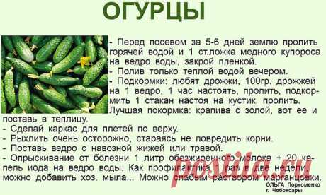В копилку огородника! Полезные советы ниже  ↓↓↓