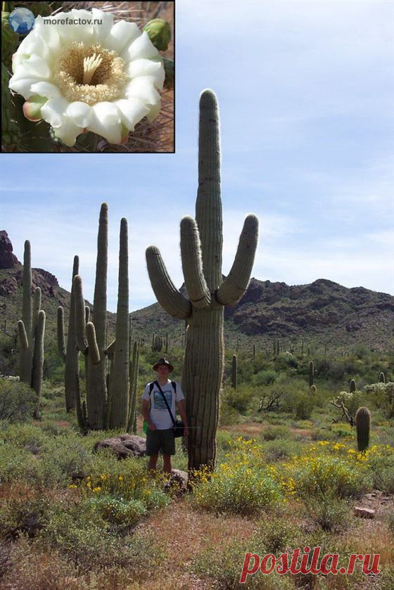 Карнегия гигантская - самый большой кактус в мире