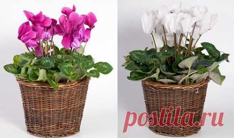 Цикламен (Cyclamen) принадлежит семейству первоцветных и насчитывает 20-55 видов. Обитает растение в Малой Азии, Центральной и Средиземноморской Европе.

Цикламен: уход и содержание в домашних условиях на Supersadovnik.ru