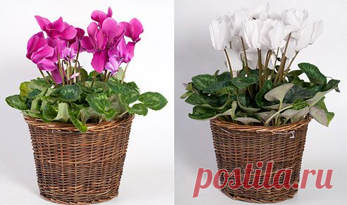 Цикламен (Cyclamen) принадлежит семейству первоцветных и насчитывает 20-55 видов. Обитает растение в Малой Азии, Центральной и Средиземноморской Европе.

Цикламен: уход и содержание в домашних условиях на Supersadovnik.ru