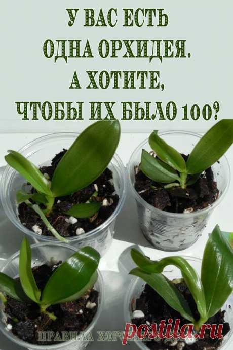 У вас есть одна орхидея. А хотите, чтобы их было 100? - Упражнения и похудение