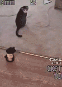 Гифки с кошками :: Кошачий фотосайт. Фото кошек, картинки с кошками