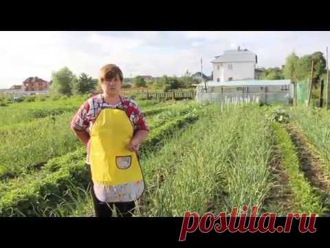 Посадка чеснока ради клубники