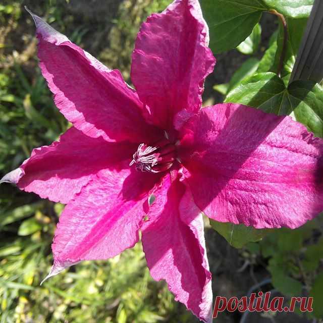 🌹 #Клематис - король лиан🍃🍃 Привет новому дню! ✌