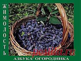 Жимолость. Посадка и уход.