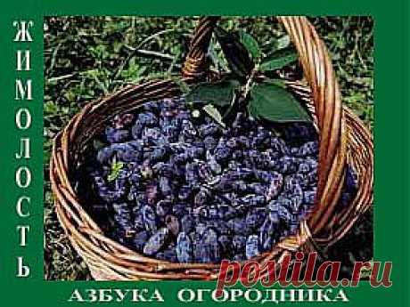 Жимолость. Посадка и уход.