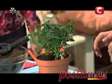 Как ухаживать за домашней розой - Все буде добре - Выпуск 175 - 01.05.2013 - YouTube
