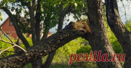 Опоры для деревьев: для чего нужны, какие бывают и как их сделать | Уход за садом (Огород.ru)