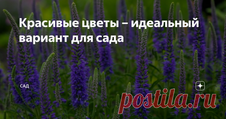 Красивые цветы – идеальный вариант для сада  1. Подсолнечник иволистный. Подсолнечник очень высокое растение, так что если на вашем участке есть какая либо неприглядная постройка, стоит рядом с ней высадить подсолнечник. Он любит солнечные места, только в таком месте будет очень обильно и долго цвести.   2. Рудбекия. Самое неприхотливое растение, не потребует совсем ухода, достаточно только будет ее высадить на солнечном месте. Рудбекия, достаточно высокое растение, может ...
