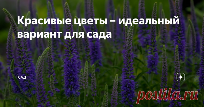 Красивые цветы – идеальный вариант для сада  1. Подсолнечник иволистный. Подсолнечник очень высокое растение, так что если на вашем участке есть какая либо неприглядная постройка, стоит рядом с ней высадить подсолнечник. Он любит солнечные места, только в таком месте будет очень обильно и долго цвести.   2. Рудбекия. Самое неприхотливое растение, не потребует совсем ухода, достаточно только будет ее высадить на солнечном месте. Рудбекия, достаточно высокое растение, может ...