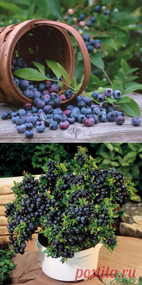 Egrow Egrow 30Pcs Blueberry Seeds Garden Съедобные фрукты Bonsai Plant Indoor Outdoor Delicious Plant