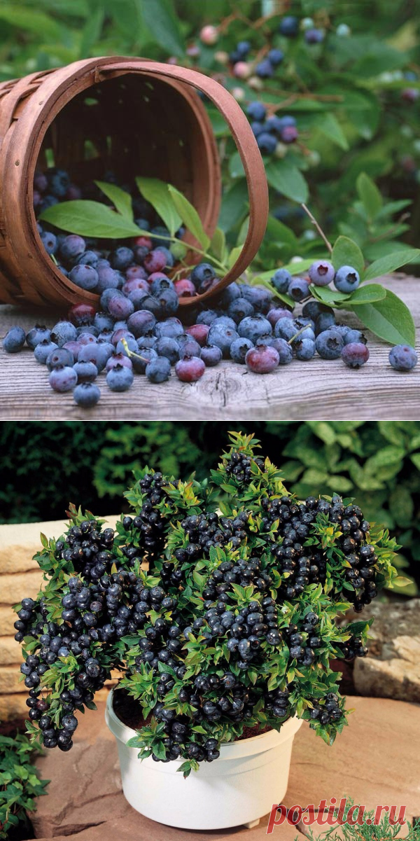 Egrow Egrow 30Pcs Blueberry Seeds Garden Съедобные фрукты Bonsai Plant Indoor Outdoor Delicious Plant