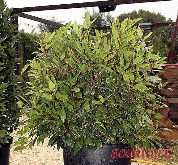 (+1) тема - О лавровом листе | ВСЕГДА В ФОРМЕ!