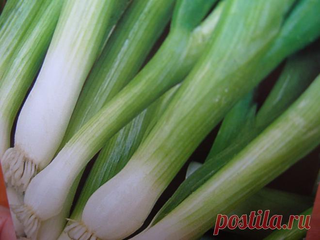 У моей мамы всегда в огороде рос лук батун, который мы слегка укрывали на зиму опилками, соломой, остатками рубероида. После каждой зимы он первый благополучно отрастал и давал сочную и нежную зелень для первых весенних салатов. Сохраните любой пост с сайта 7dach.ru в Постиле и выиграйте призы от интернет-магазина Клуб Красоты. Чем больше постов - тем выше шансы. Розыгрыш состоится в понедельник, 30 декабря. В акции участвуют все посты, которые содержат этот текст или фото призов!