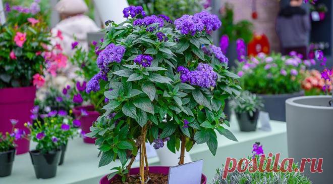 Гелиотроп: посев и выращивание рассады, мастер-класс с фото на Supersadovnik.ru