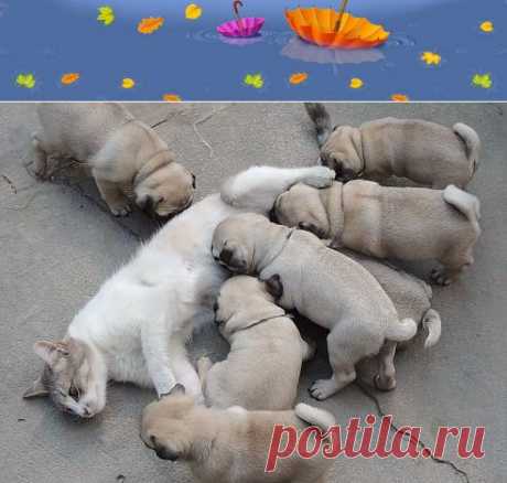 Одноклассники