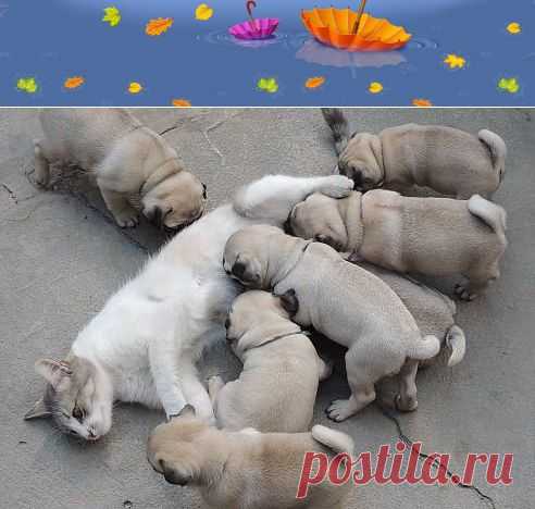 Одноклассники