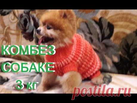 Одежда для собак.КОМБИНЕЗОН спицами./sweater to the dog/Pullover zum Hund