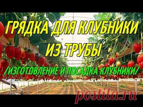 КЛУБНИКА В ТРУБАХ/ИЗГОТОВЛЕНИЕ ГРЯДКИ ИЗ ТРУБЫ И ПОСАДКА КЛУБНИКИ.