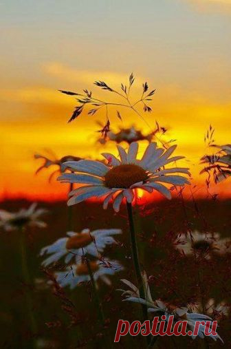 Belle nature