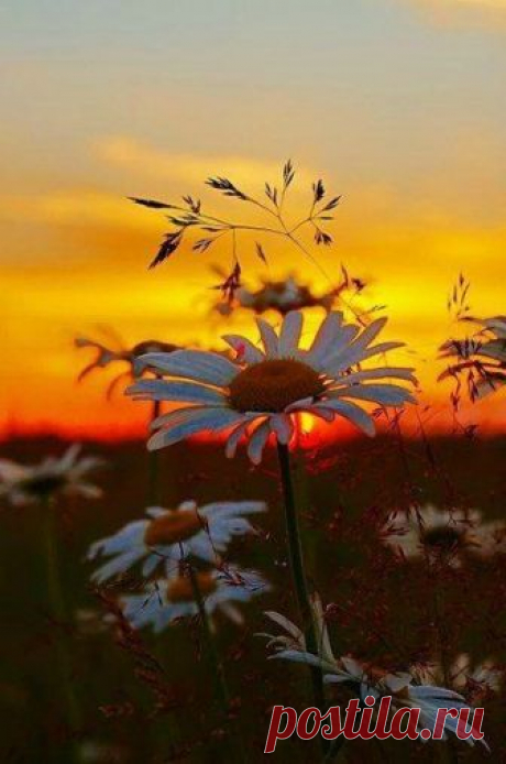 Belle nature