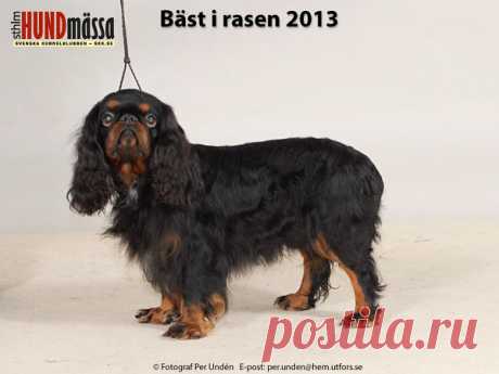 KING CHARLES SPANIEL Domare: GRANAAS HANSEN KARI, NORGE  DK UCH DK V-12 FI UCH NORD JV-11 NORD UCH NORD V-12 SE UCH CAVAMIRS LAKRITSTROLL  Ägare: AHLBERG JEANETTE, LJUNGBYHED Uppfödare: NORDIN ERNA-BRITT, NORDIN SARA, GÄVLE