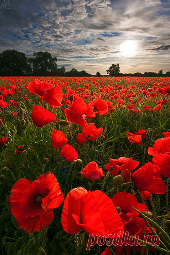 Flowers – Сообщество – Google+