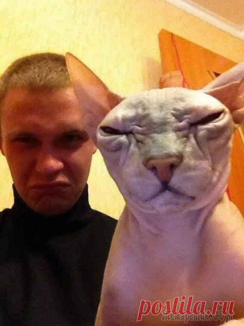 Как в разных странах подзывают кошек
