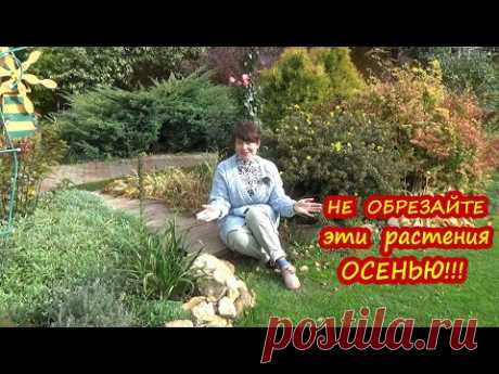 НЕ ОБРЕЗАЙТЕ эти растения осенью, чтоб не погубить!