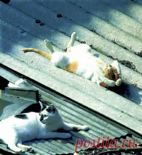 Кошки, которые расслабились по самое не могу…