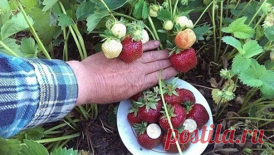 БАЛУЮ СВОЮ КЛУБНИКУ ЯДЕРНОЙ СМЕСЬЮ ОТ ВРЕДИТЕЛЕЙ И БОЛЕЗНЕЙ
Было это давно, когда мы только-только переехали жить из шумного города в небольшой поселок на севере Ростовской области. Переезжая, я прихватила со своего дачного участка и пару десятков саженцев клубники своего любимого сорта Фестивальная. Но ту-то и произошла незадача. Как только клубничка зацвела, стало что-то нехорошее происходить с желтыми серединками цветков – они чернели, а ягоды завязывались или мелкие, или уродливые. Беда, да