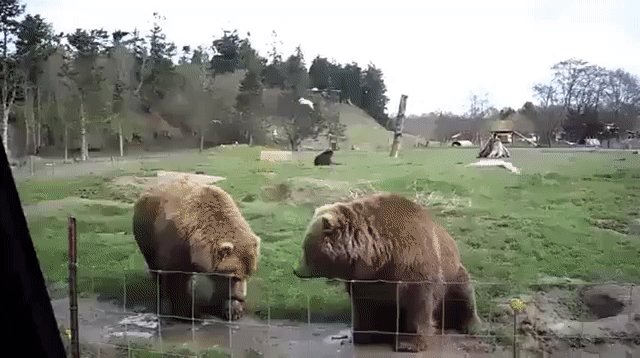 Привет мишка
