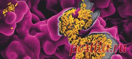 В самом ли деле состояние нашего здоровья и самочувствие зависят от вирусов, бактерий, одноклеточных грибов и других организмов, живущих в легких и кишечнике, на коже и глазных яблоках? Не слишком ли странно – полагать, что микроскопические твари, которых мы носим в себе и на себе, во многом определяют самую нашу сущность? Рассказываем про уникальный микрозоопарк, процветающий внутри нас всю нашу жизнь. #NGЛонгрид@natgeoru