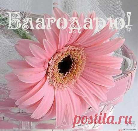 (1) Pinterest