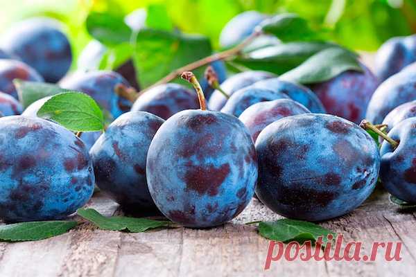 Чтобы слива не была червивой 
Слива и вкусна, и полезна, и урожайна. Любим ее не только мы, но и масса вредителей, которые не прочь полакомиться ее плодами. Причем поражают они сильнее всего самые лучшие сорта.
Чтобы не ставить к…