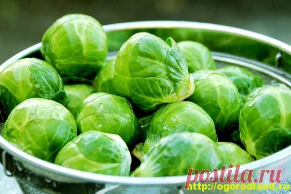 Полезные и лечебные свойства брюссельской капусты.
Как и другие крестоцветные, брюссельская капуста заполнена полезнейши­ми растительными веществами — фитобиогенами.