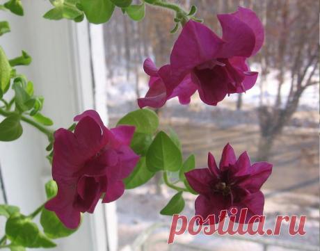 сообщение svetikya : Петунии зимой (08:58 17-06-2014) [4266783/328037315] - natal_mih@list.ru - Почта Mail.Ru