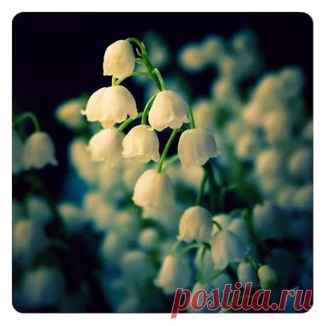 lily of the vally