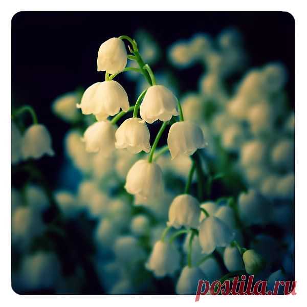lily of the vally