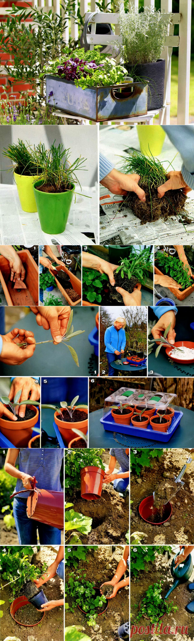 Пряные травы: посадка и уход