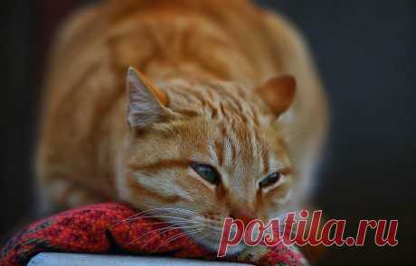 У кота в моче кровь: причины, лечение