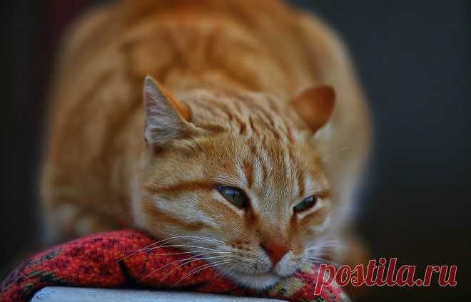 У кота в моче кровь: причины, лечение