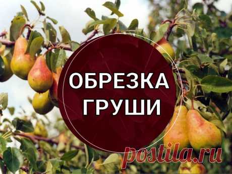 Обрезка груши. 🍐 Осенью или весной? | Питомник Росток 🌱 | Дзен