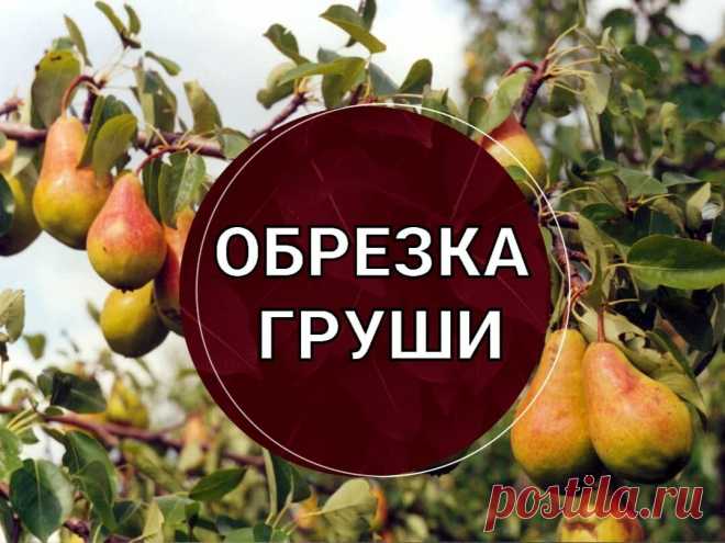 Обрезка груши. 🍐 Осенью или весной? | Питомник Росток 🌱 | Дзен