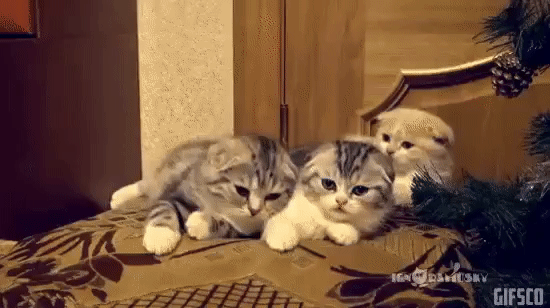 Милые зеваки