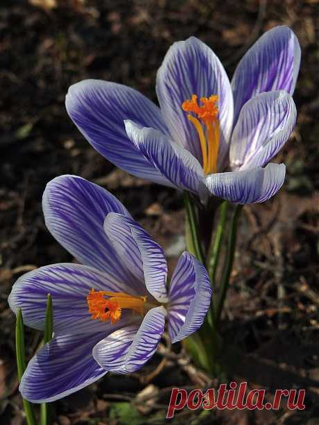 Natali — «пришла пора цветения» на Яндекс.Фотках