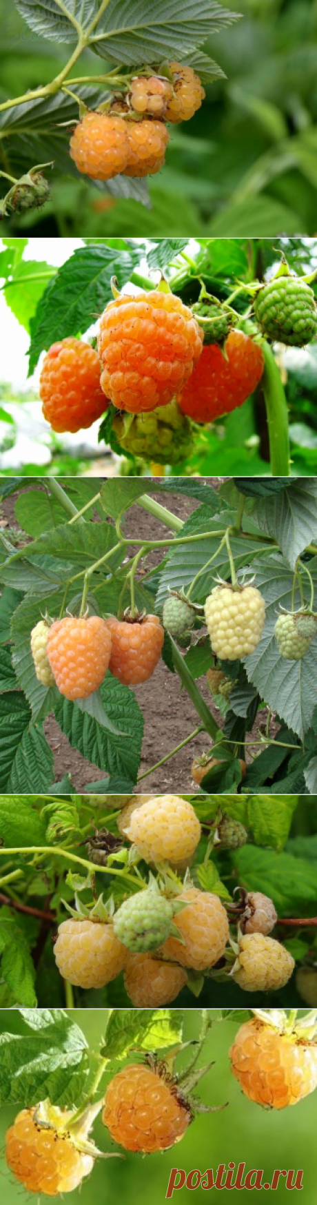 Малина с жёлтыми ягодами неремонтантные сорта