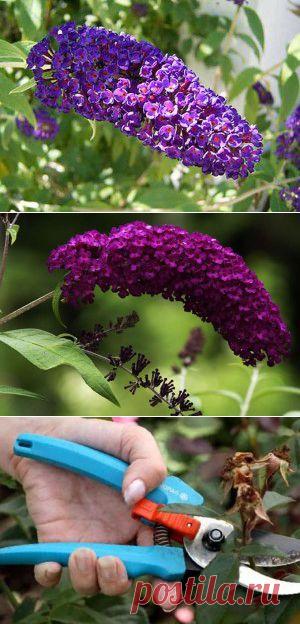 Посадка и уход за Будлеей Давида